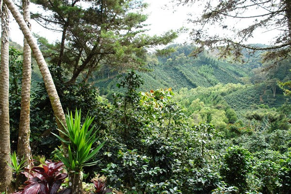 Molina Norte, Single Origin